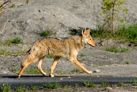 Coyote prowling on the farm road photo