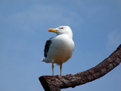 Vacations bird animal photo