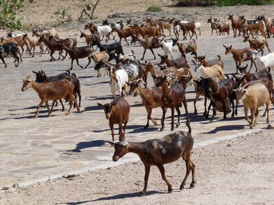 Goats horned animals photo