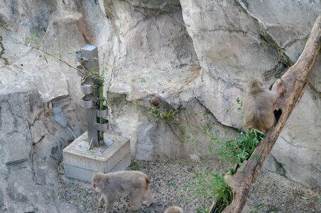 33 Monkey