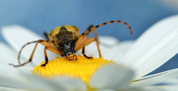 Animal flower blossom photo