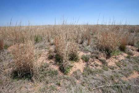 Southern shortgrass prairie