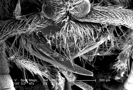 Female Mutillidae hymenoptera region