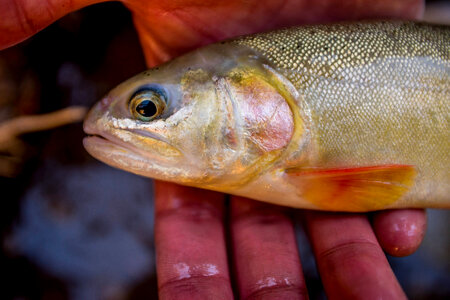 Gila trout photo