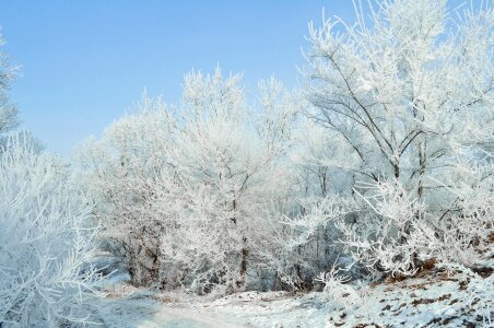 Nature trees forest photo