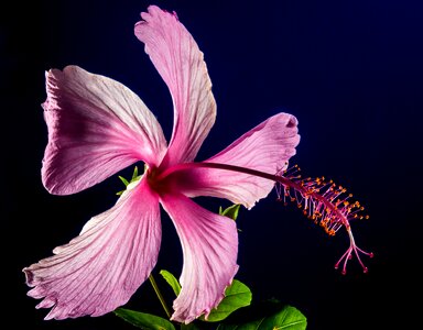 Flower pink marshmallow