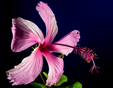 Flower pink marshmallow photo