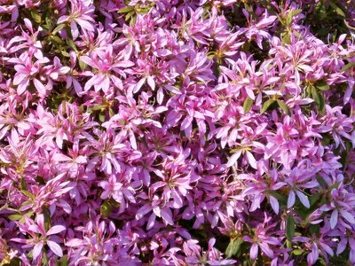 Ericaceae pink flower flower wagon