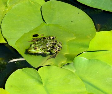 Green croak garden