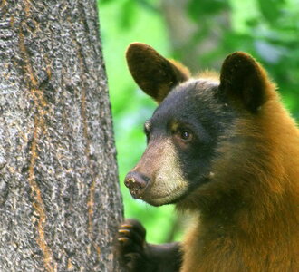 Animal bear black