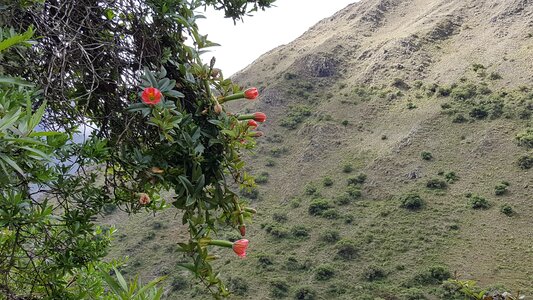 Wild Flowers of the Inca Trail, Peru photo