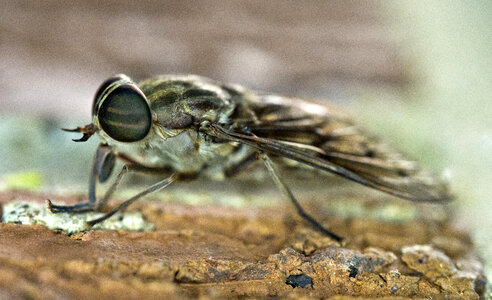 Horsefly closeup Macro