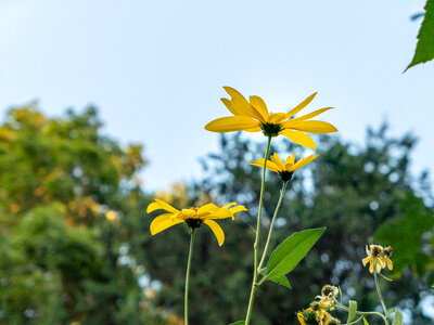 Yellow Flowers photo