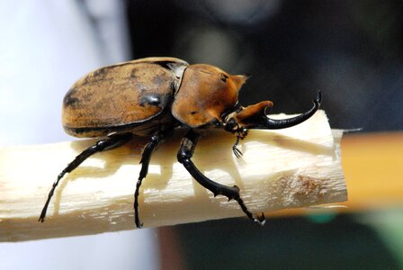 Insect riesenkaefer costa rica