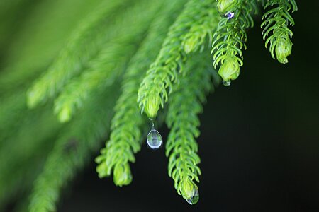 Drops plant leaves water plant photo