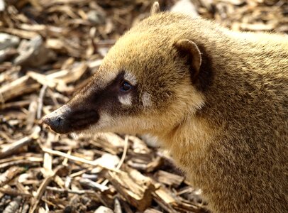 Creature animal portrait nasua