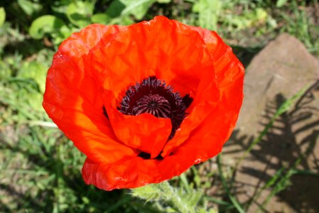 Growing garden bright