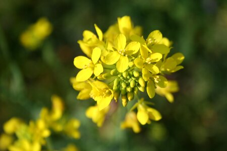 Blooming plant spring