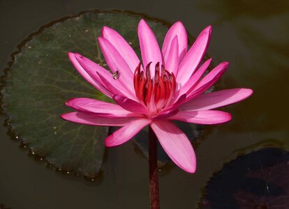 Aquatic beautiful flowers beautiful photo
