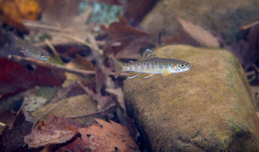 Brook Trout juvenile-2 photo