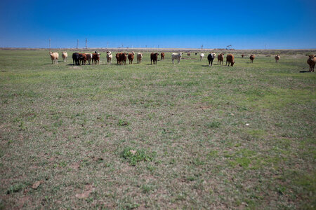 Cattle ranch-19