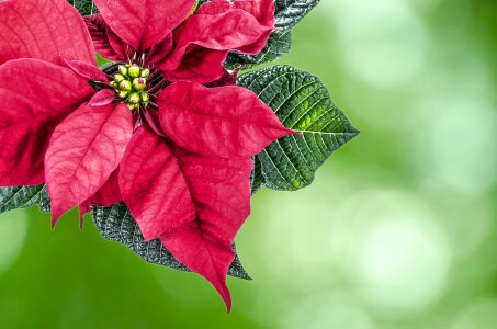 Natural green floral photo