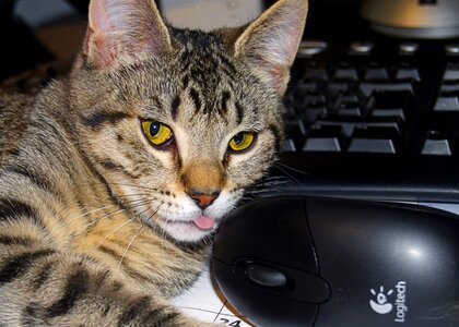 Feline animal pet