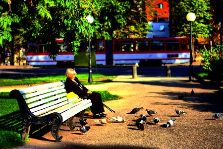 Park pigeons bench
