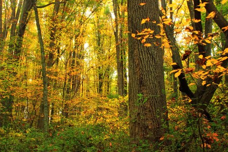 Autumn branch ecology