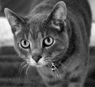 Adorable animal black and white photo