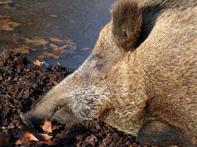 Forest hunting fur