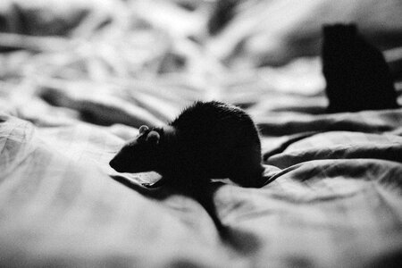 Mouse Bed Black White photo