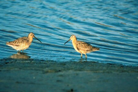 Bird couple dowitcher