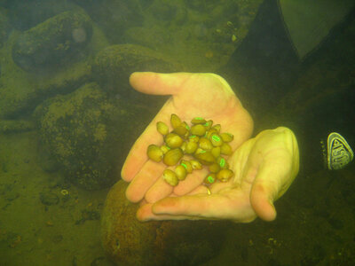 Scuba diver releasing a tagged sub-adult Northern riffleshell
