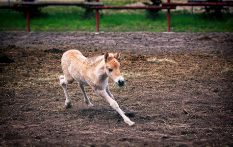 Young Horse running around