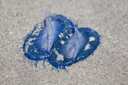 Beach sand cnidarian photo