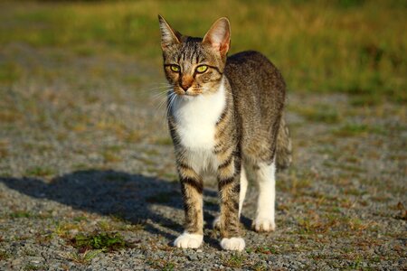 Animal cat claw