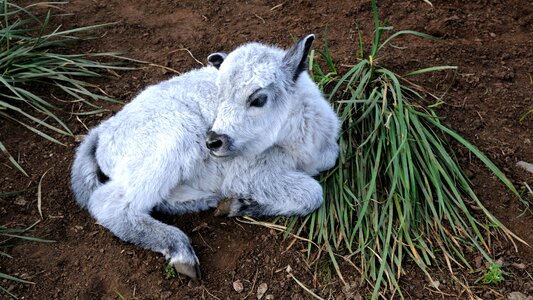 Calf young animal nature