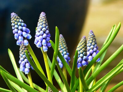 Bloom flower blue photo