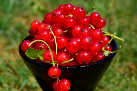Berry currant diet photo