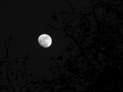 Moon wood sky