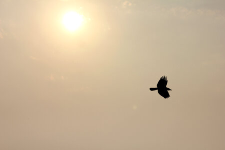 Flying Bird photo