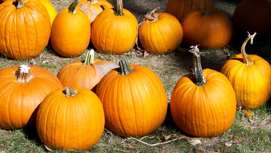 Halloween grass lawn