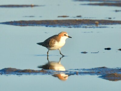 Red capped plover