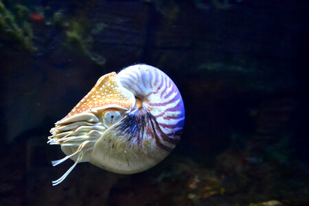 Nautilus in the water photo
