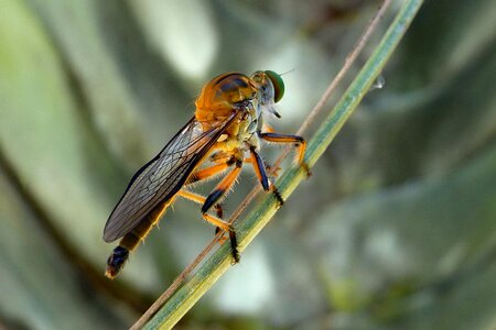 Dioctria rufipes insects sting