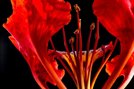 Blossom bloom red