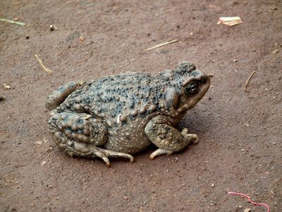 Soil skin of toad animal photo