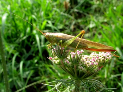 Insect animals nature