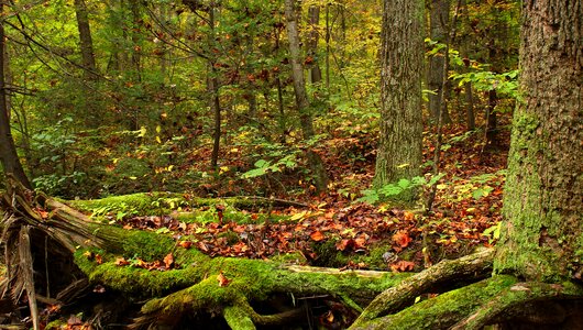 Bark branch climate photo